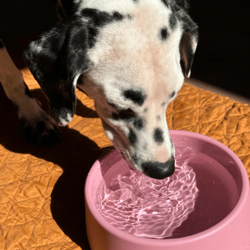Dog Bowl Beco Steady Dog Bowl Small - Coastal Blue