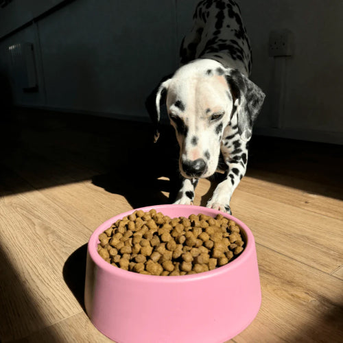 Dog Bowl Beco Steady Dog Bowl Large - Olive Green