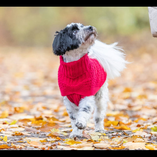Dog Clothing Norwood Pullover XS: 27cm Red