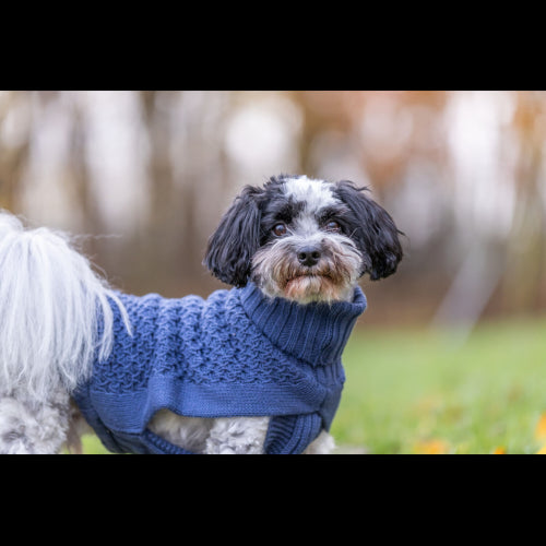 Dog Clothing Norwood Pullover S: 40cm Blue*