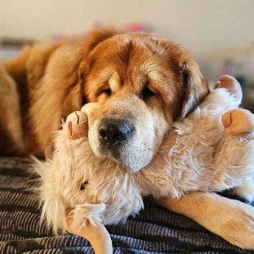 Dog Toy Plush Highland Cow Shaggy 35cm