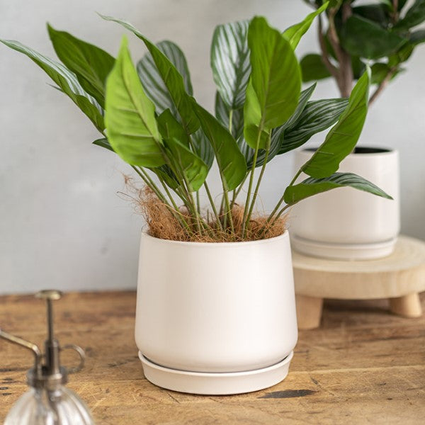 Ceramic Loreto Belly Pot & Plate in matte white, 18cm diameter, elegant for indoor plants or floral arrangements.