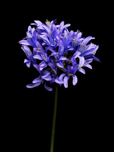 Lifelike blue Agapanthus stem for elegant floral arrangements and home decor, perfect for events and everyday displays.