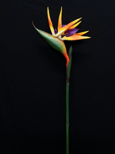 Vibrant orange Bird of Paradise stem, 60 cm tall, perfect for tropical decor and versatile floral arrangements.