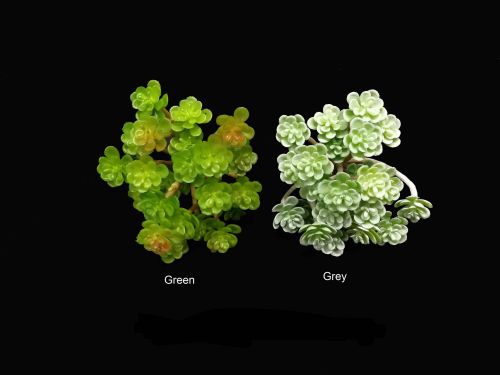 Mini grey floral succulent bush, a low-maintenance decor piece, perfect for home or office arrangements.