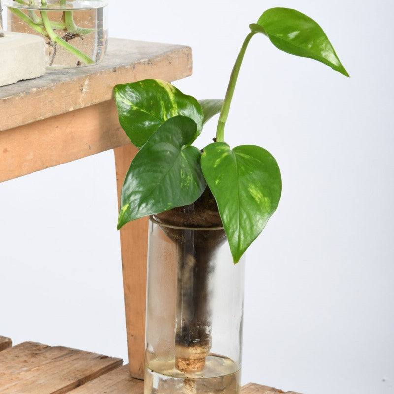 Planter Self Watering Bottle (7 x 7 x 22cm) - Set of 2