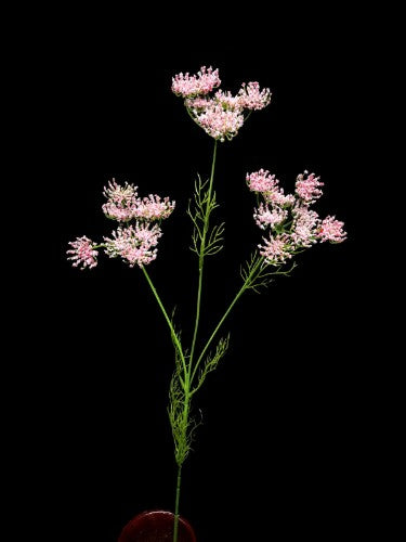 Lifelike pink Queen Ann Lace Stem, perfect for floral arrangements, weddings, and home decor with elegant charm.