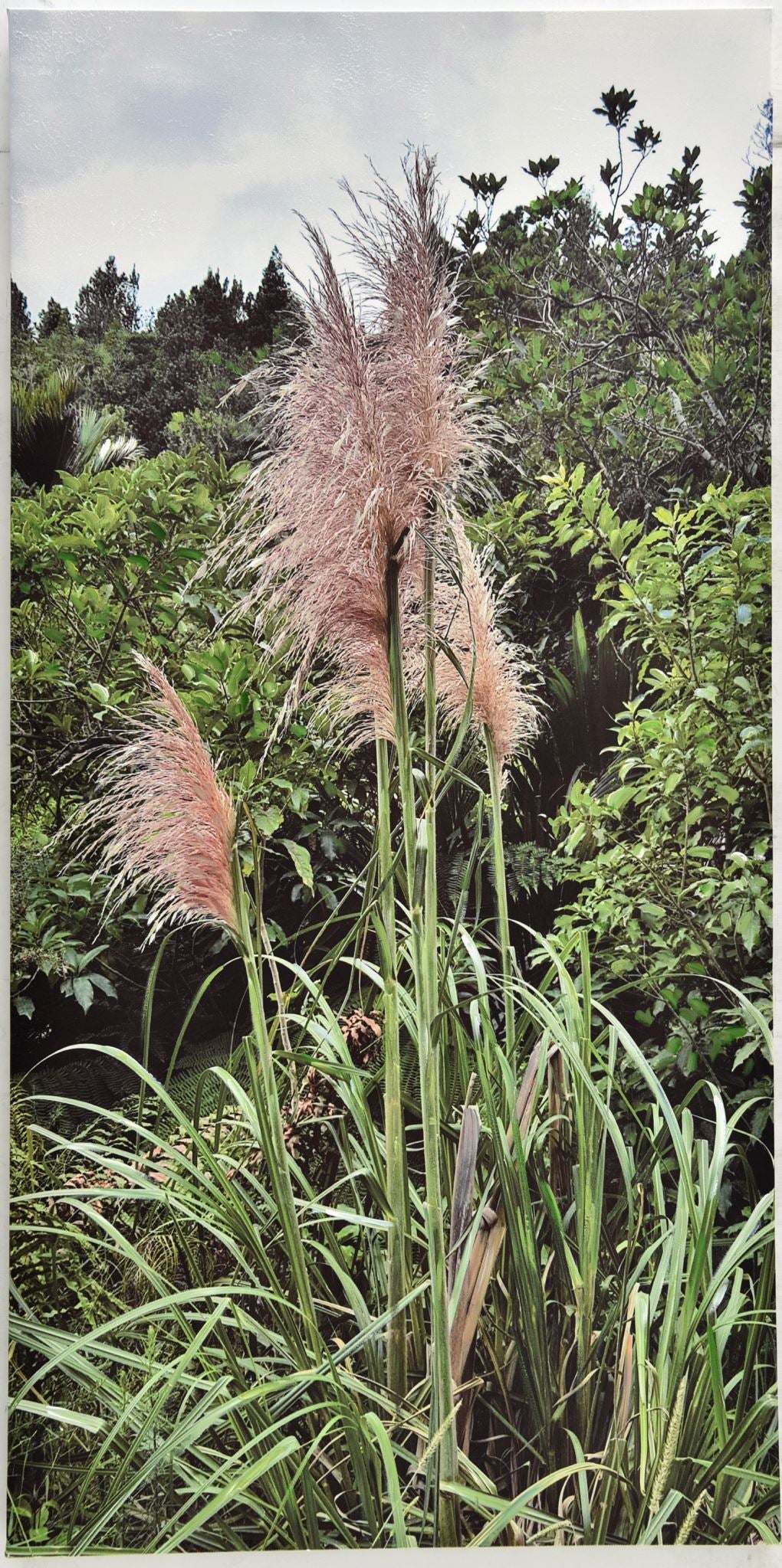 Toi Toi Beauty painting showcasing native New Zealand flora, elegantly hand-painted on a 1200 x 600mm canvas print.