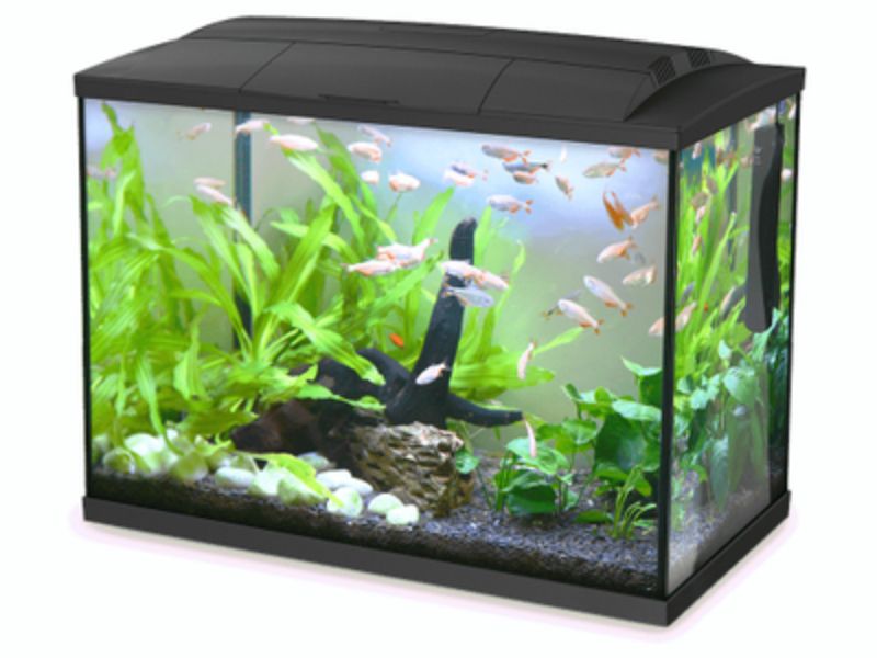 Aquarium - Hailea LED Aquarium 60L - Black
