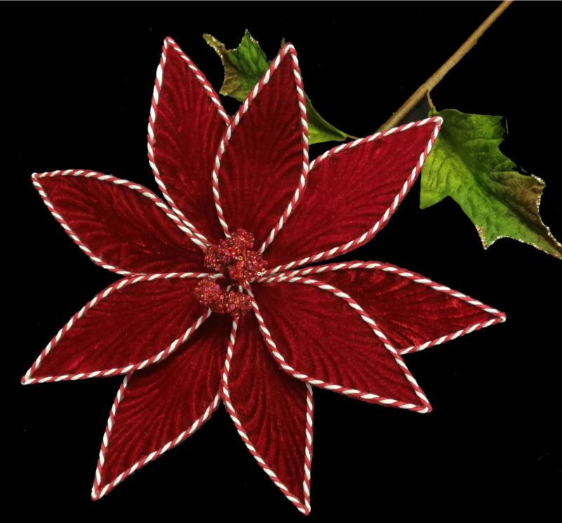 Single red poinsettia with white edges, perfect for festive decor, symbolizing good cheer and easy to maintain.