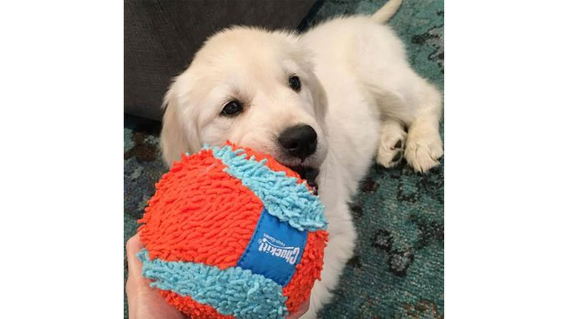 Dog Toy - Chuckit Indoor Ball   (12cm)
