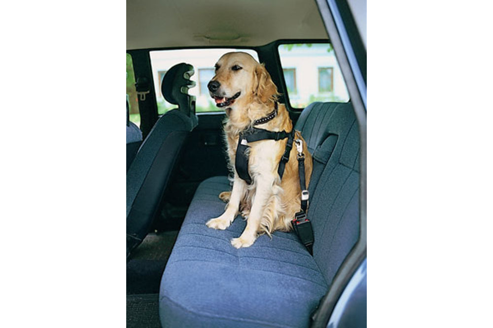 Dog safety harness for cars, fully adjustable, padded, prevents injury and jumping, for XS dogs like Yorkshire Terriers.