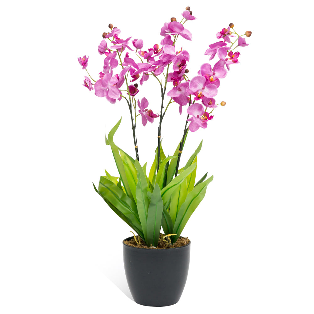 Large fushia artificial orchids in a 180mm wide vase, measuring 750mm tall, perfect for home or office decor.