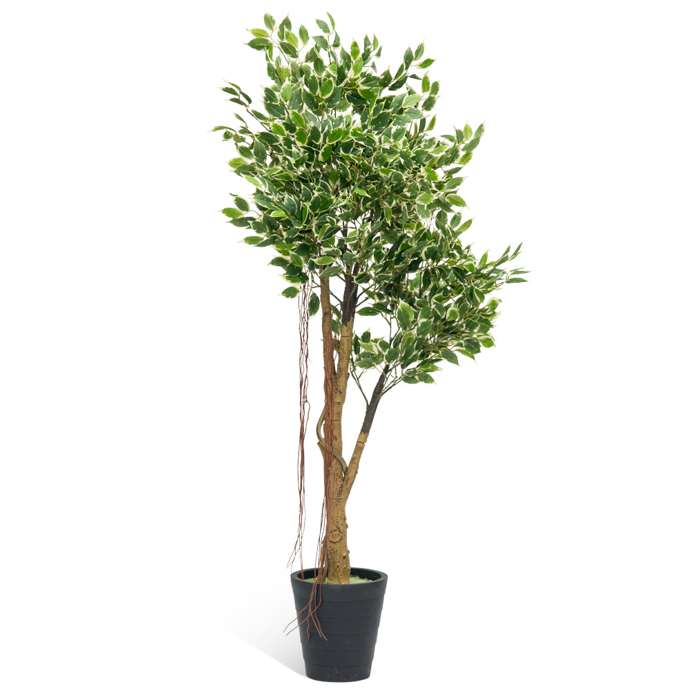 Artificial Mini Ficus Tree, 1.35m tall, with realistic foliage in a 230mm wide vase, perfect for hassle-free home decor.