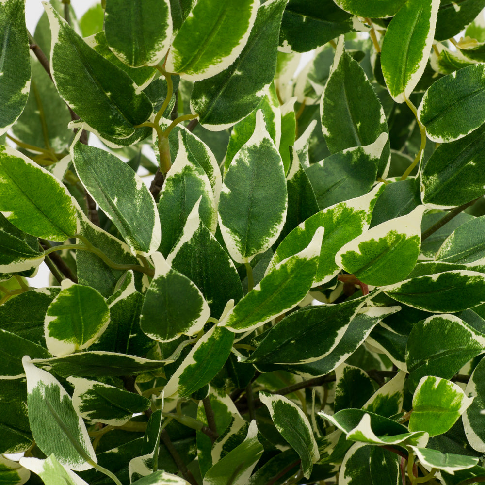 Artificial Mini Ficus Tree, 1.35m tall, features realistic foliage and comes in a stylish 230mm wide vase.