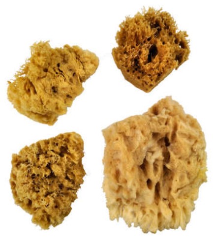 Natural sea wool sponge set including three sponges (2.5-3.5 in) and one jumbo sponge (3x4 in) for textured painting.