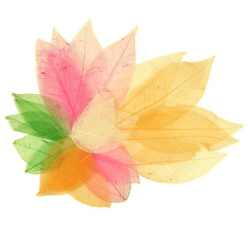 Large pack of 20 vibrant skeleton leaves, perfect for scrapbooking and home decor, measuring 20mm to 160mm in length.