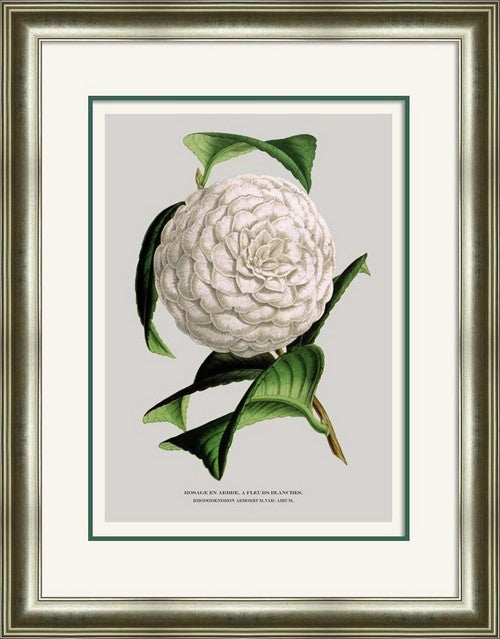 Framed art featuring a stunning white flower, measuring 60x80cm, ready to hang with glass front for protection.