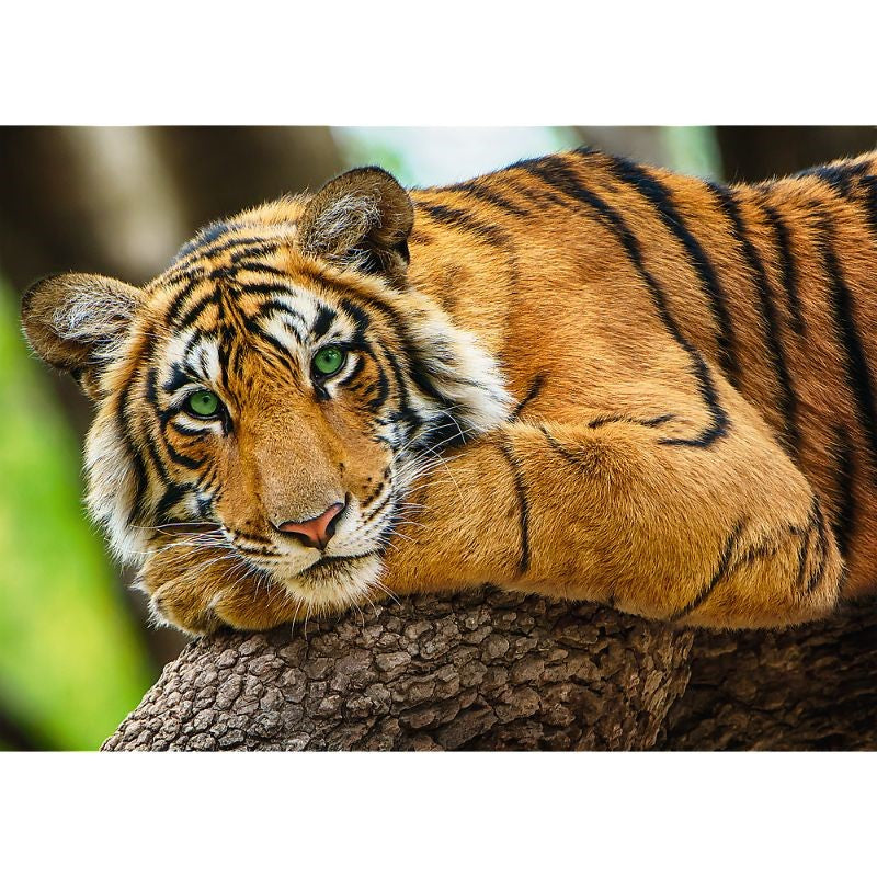 Trefl "500" Tiger Portrait