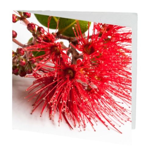 Vibrant Pohutukawa gift cards (7cm x 7cm) in a pack of 10, ideal for heartfelt messages and elegant gifting.