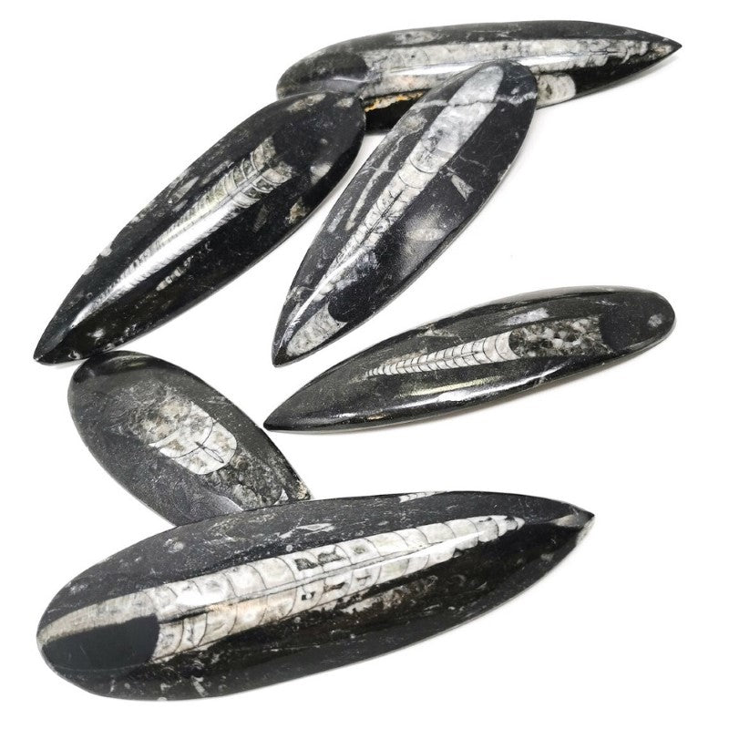 Set of 2 unique medium Orthoceras fossil pendants, polished, 5.5-7 cm, enhancing self-confidence and symbolizing prosperity.