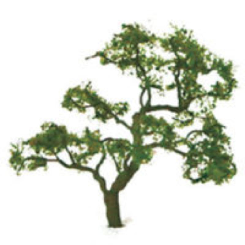 Model Scenery - 75-85mm Beech Tree (2)