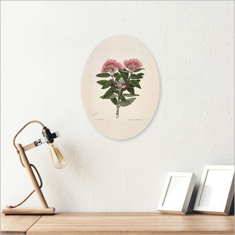 Ply Oval wall art featuring Sarah Featon's vibrantly colored Pohutukawa, crafted from eco-friendly pine wood.