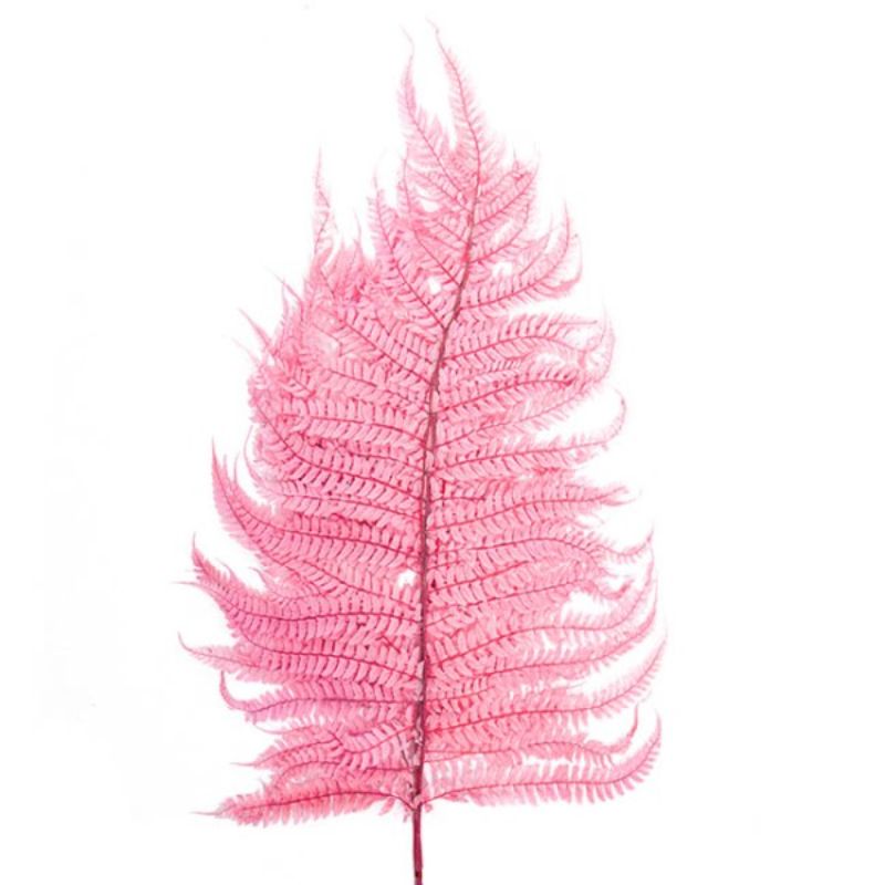 Lifelike pink dried leatherleaf fern stems, 70cm, perfect for elegant home decor or event styling.