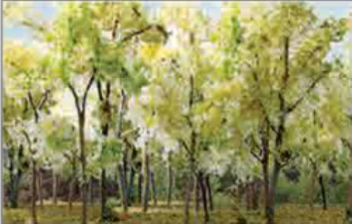 A set of nine realistic Wood Edge Trees in beige and green, perfect for model railroads and dioramas.