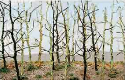 N gauge model railway trees with textured trunks and realistic foliage, perfect for enhancing miniature landscapes and dioramas.