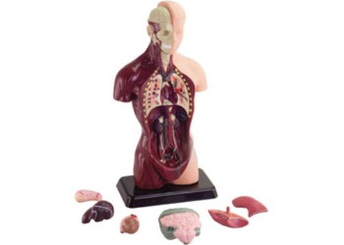 AusGeo - Human Anatomy Model 27cm 8 pieces