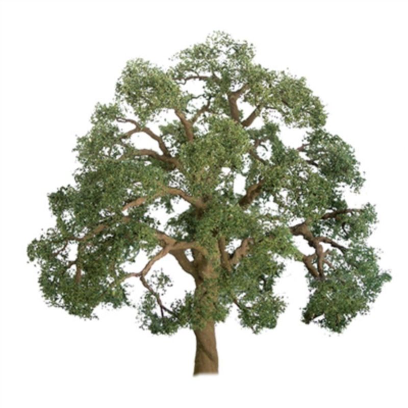 Realistic 75mm Live Oak trees in a set of two, perfect for enhancing model landscapes and dioramas.
