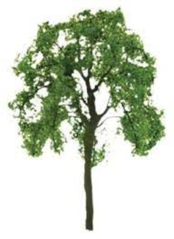 Model Scenery - 75mm Basswood Ash Tree (2)