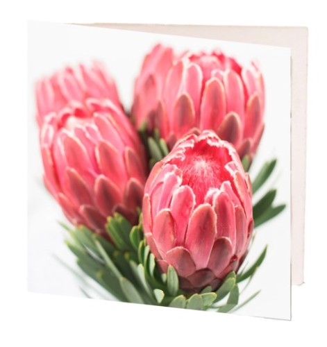 Pack of 10 elegant 7cm pink protea gift cards, perfect for any occasion with space for personalized messages.