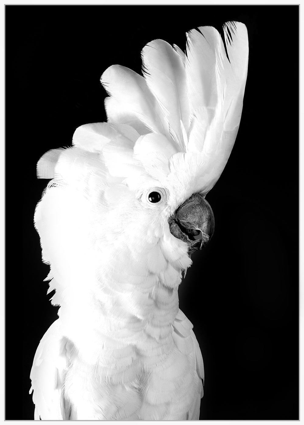 Framed canvas print featuring a striking cockatoo design in black and white, measuring 1226 x 826mm, for stylish decor.