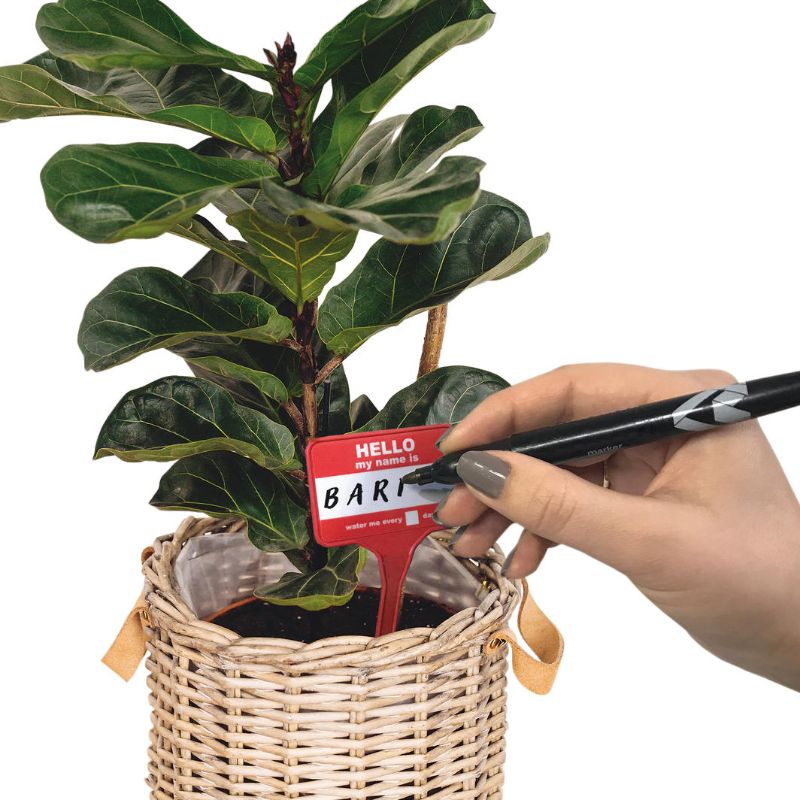 Colorful Plant Name Badges featuring whimsical names like 'Chris Pine' and 'Justin Tree-ber' for plant identification.