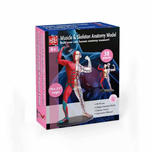 Edu Toys - Muscle & Skeleton Anatomy Model