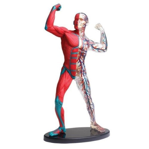 Edu Toys - Muscle & Skeleton Anatomy Model