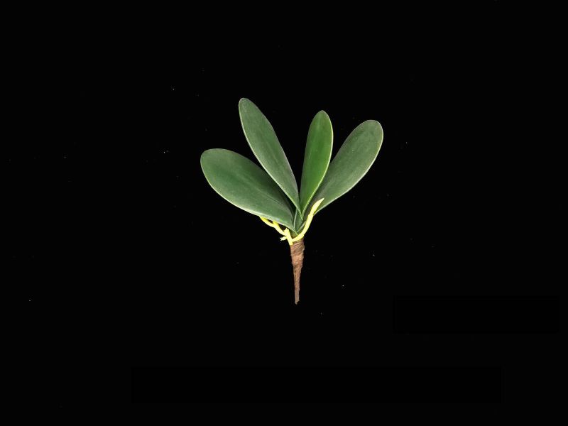 Small green artificial orchid leaf, lifelike design perfect for home decor, arrangements, or as a standalone accent piece.