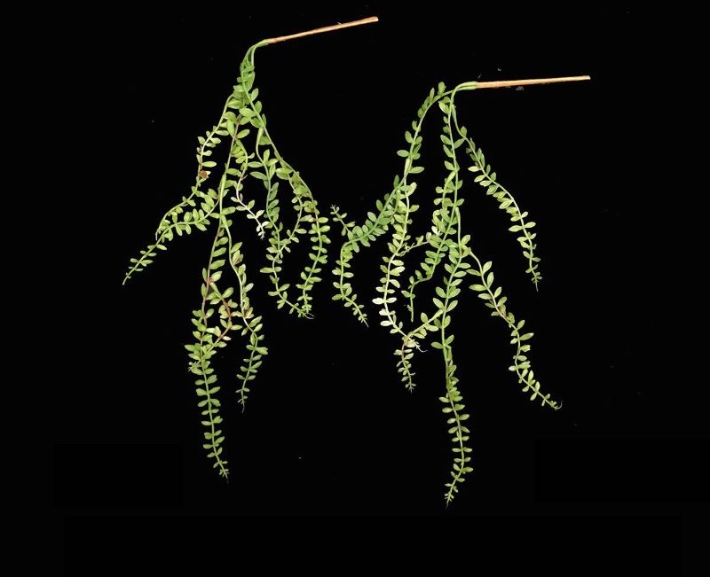 Lifelike small Artificial String of Pearls succulent, ideal for low-maintenance decor in homes or offices.