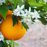 Mini Reed Diffuser 35ml - Orange Blossom