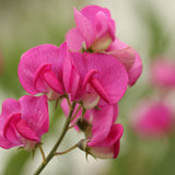 Mini Reed Diffuser 35ml - Sweet Pea & Jasmine
