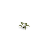 Gamers Grass - Laser Plants - Lords-and-Ladies