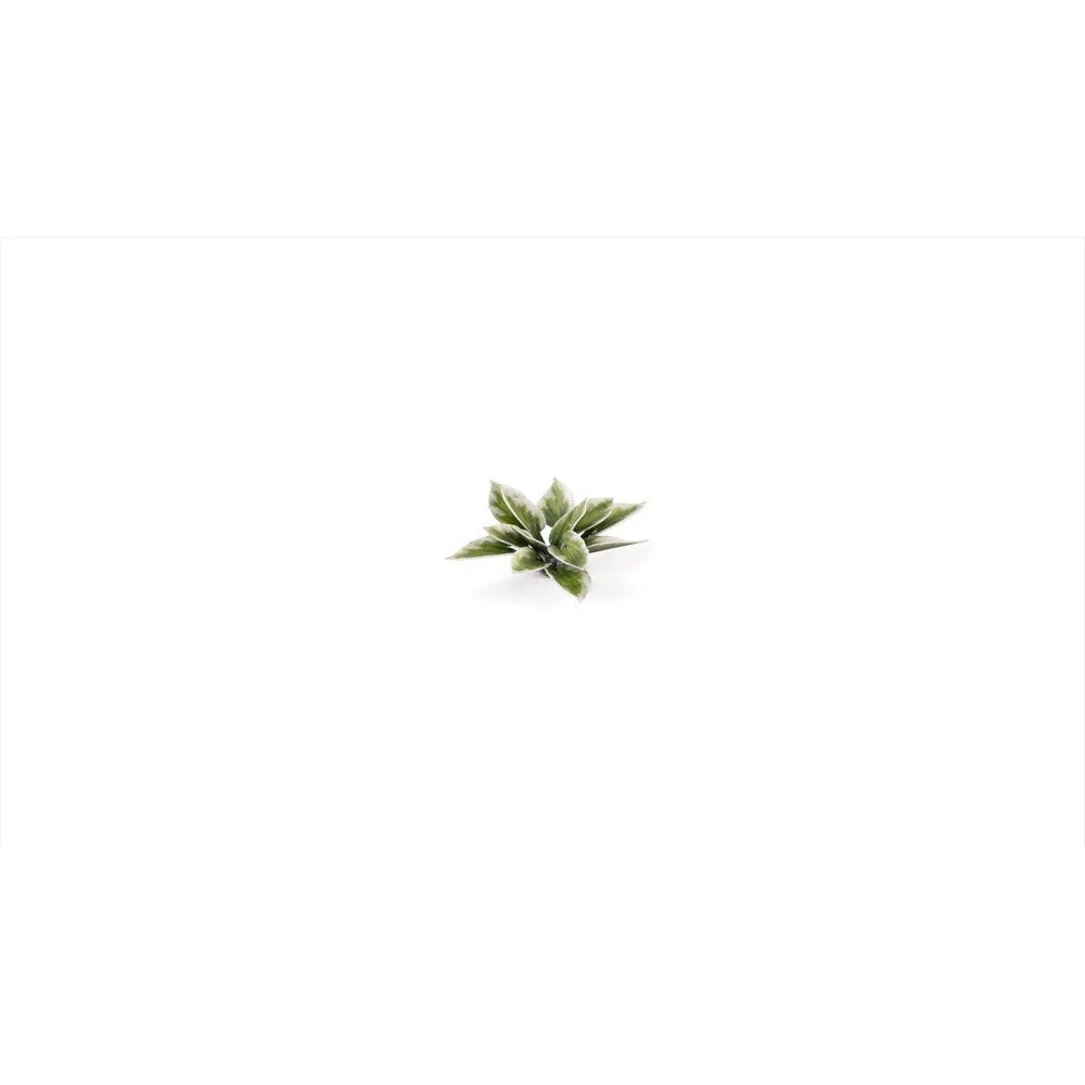 Gamers Grass - Laser Plants - Plantain Lily