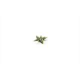 Gamers Grass - Laser Plants - Plantain Lily