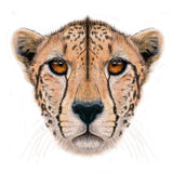 Puzzle - BMS - Cheetah Wooden Jigsaw 127Pc
