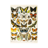 Puzzle - Piatnik - Millot; Butterfly/Moth Illustr