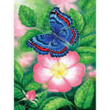 Puzzle - Sunsout - Blue Butterfly 1000Pc