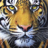 Puzzle - Sunsout - Golden Tiger Face 1000Pc