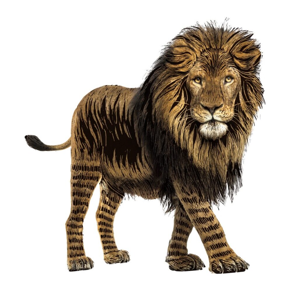 Scratch Safari Animal Stickers Avenir
